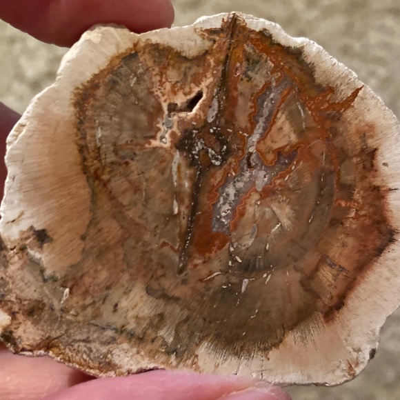 Petrified Wood Slice - Picture 9 of 11